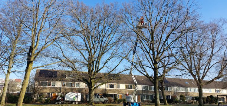 Schothorst-Zuid bomenbestand